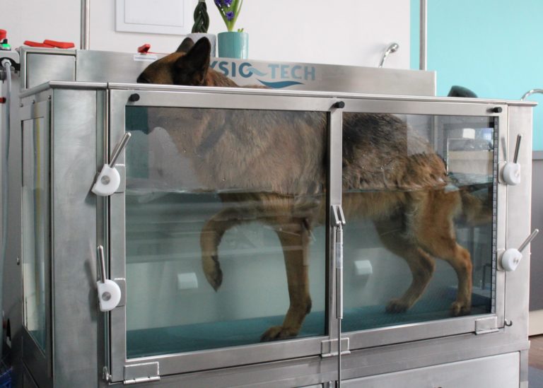 Unterwasserlaufband für Hunde Tierphysiotherapie Bochum